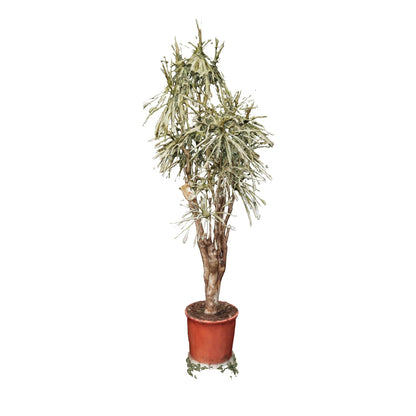 Dracaena marg. 'Bicolor' 120 verzweigt T