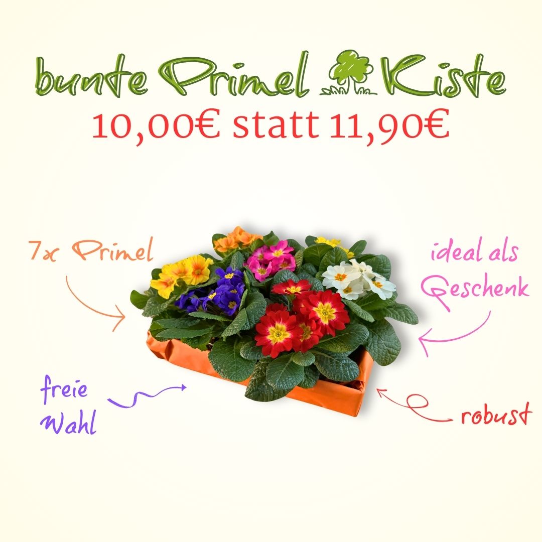 Bunte Primel-Kiste