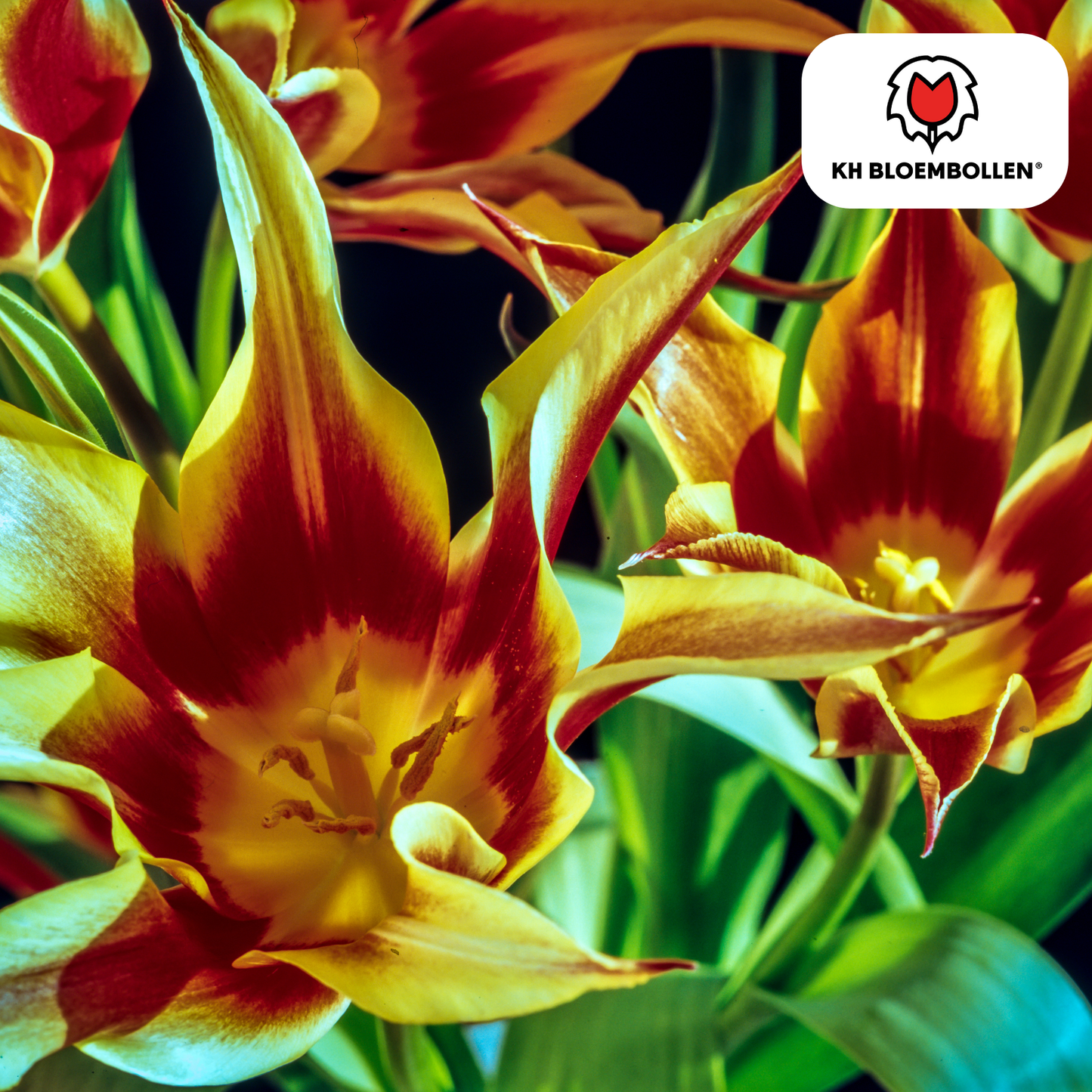 Tulpen-Zwiebeln – Fire Wings - 20 Stück
