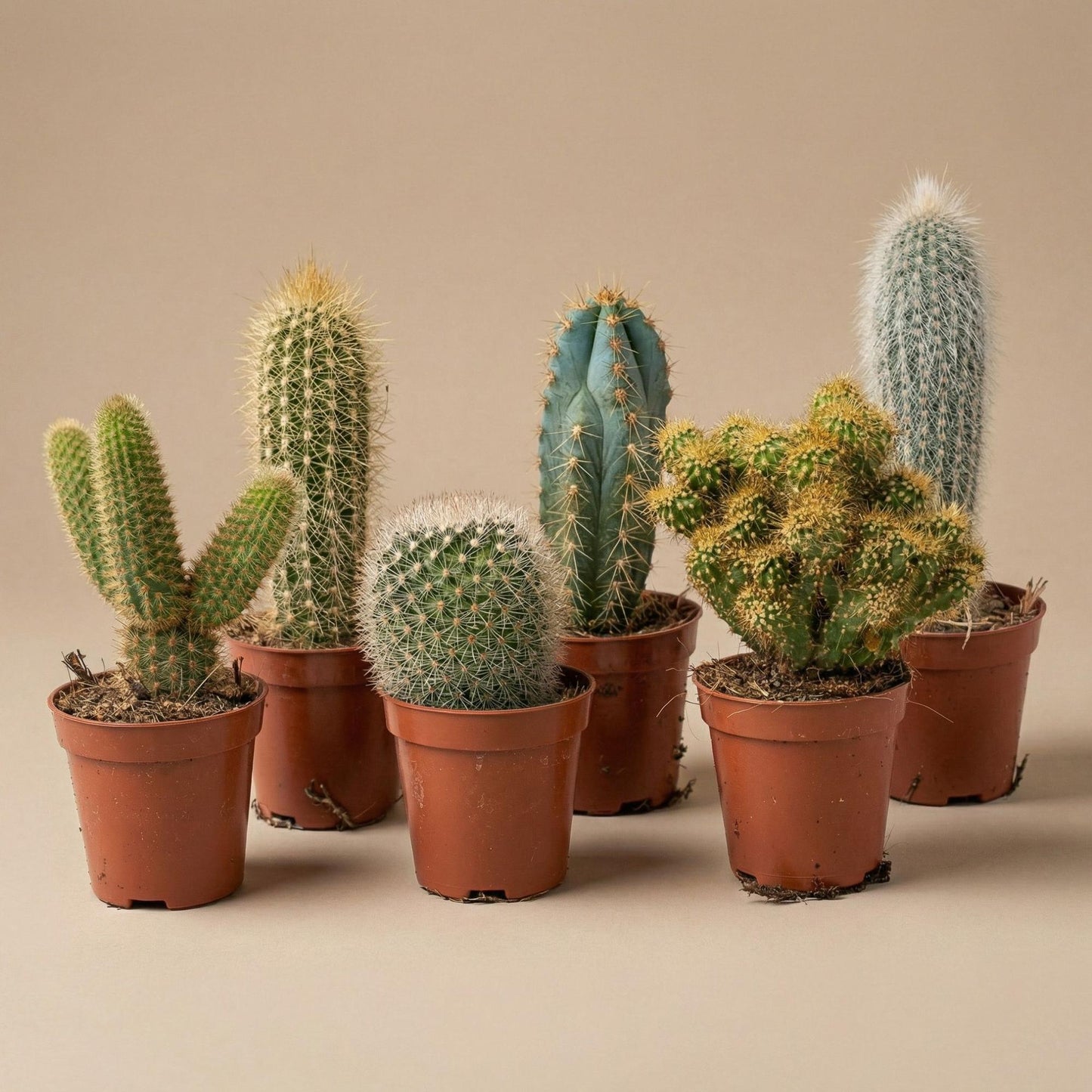 Kakteen-Set (12er Pack)