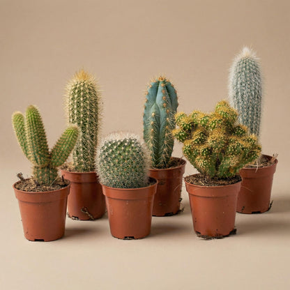 Kakteen-Set (12er Pack)