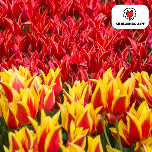 Tulpen-Zwiebeln – Fire Wings - 20 Stück