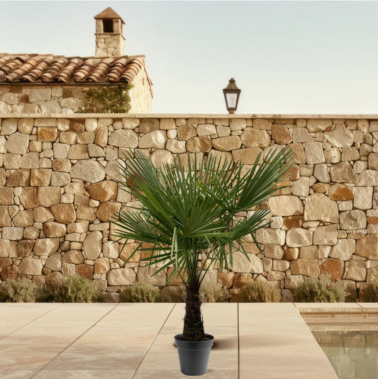 Hanfpalme - Trachycarpus Fortuneii - 160-180cm - Ø30