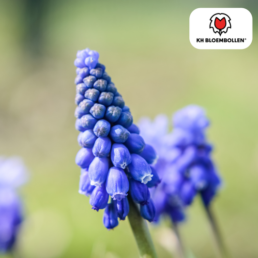 Muscari-Zwiebeln - Bleu Moon - 20 Stück