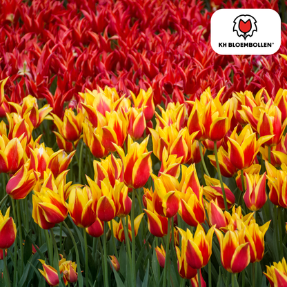 Tulpen-Zwiebeln – Fire Wings - 20 Stück