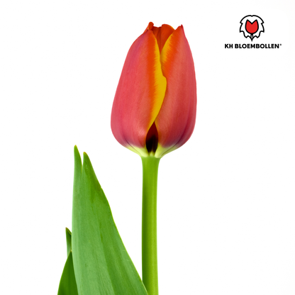 Tulpen-Zwiebeln - Dafeng – 20 Stück