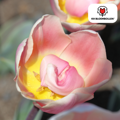 Tulpen-Zwiebeln - Apricot Delight – 20 Stück