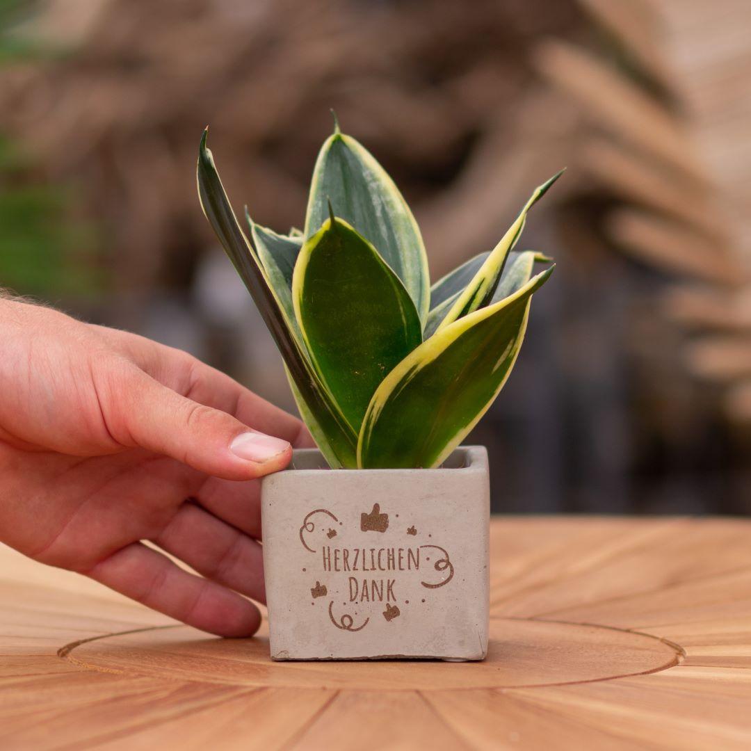Geschenk Sansevieria | Herzlichen Dank