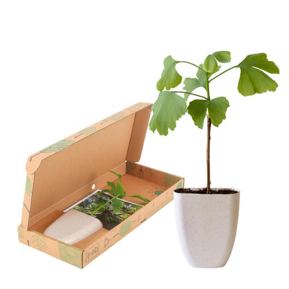 Lebensbaum - Ginkgo Biloba im Briefkastenkarton mit Informationsheft
