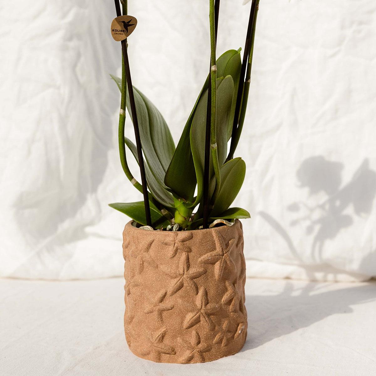 Set Bolzano-Orchidee + Sukkulenten in dekorativen Keramiktöpfen – Topfgröße Ø9cm & Ø6cm