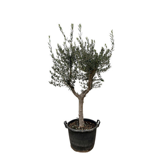 Olivenbaun - Olea Europaea Cultivo - 220cm- Ø40