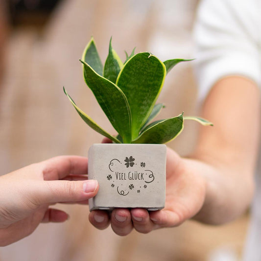 Geschenk Sansevieria | Viel Glück