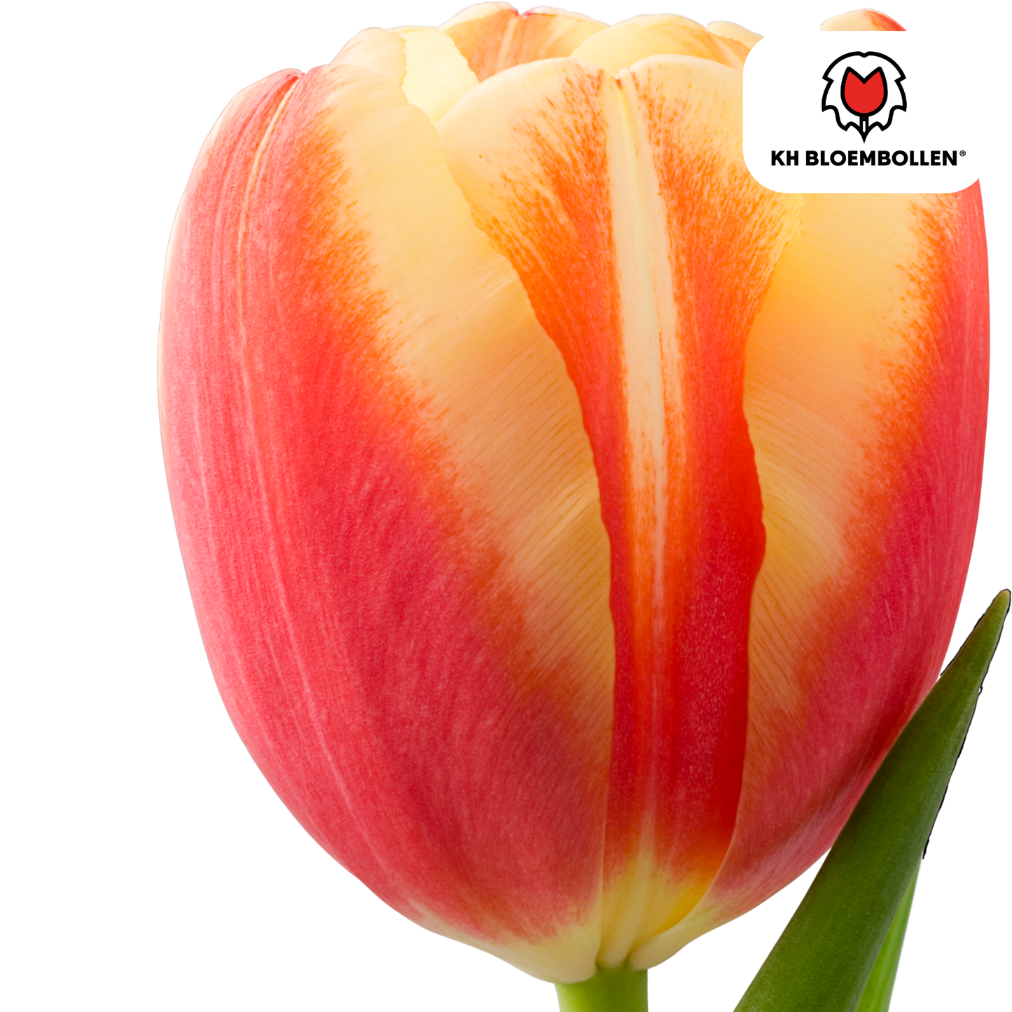 Tulpen-Zwiebeln - Jan Seignette – 20 Stück