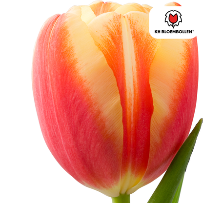 Tulpen-Zwiebeln - Jan Seignette – 20 Stück
