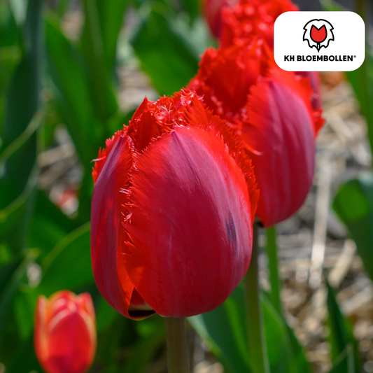 Tulpen-Zwiebeln - Masterpeace – 20 Stück