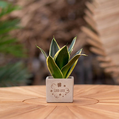 Geschenk Sansevieria | Good luck