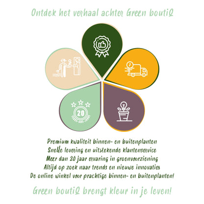 Green boutiQ - Zimmerpflanze - Marantha Silverband, Marantha Lemon Lime Marantha Kerchoveana - Gebetspflanze - Haustierfreundliche Pflanze - Grün - 3 Pflanzen - Topf 12cm - Höhe 25cm