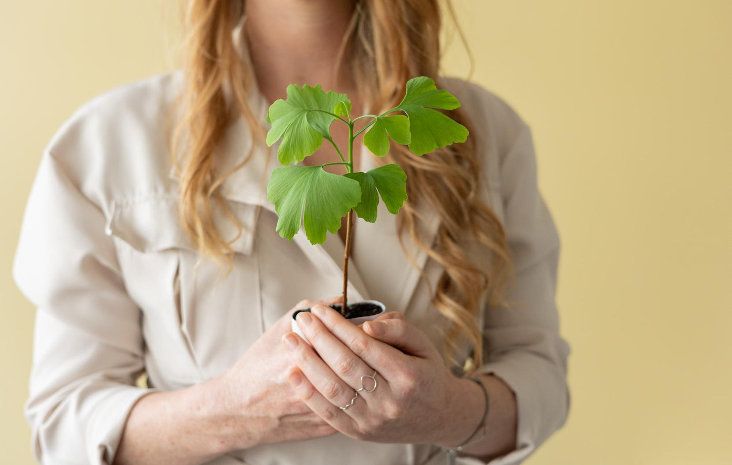 Lebensbaum - Ginkgo Biloba im Briefkastenkarton mit Informationsheft