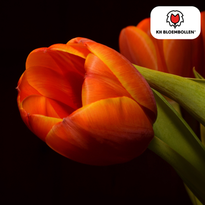 Tulpen-Zwiebeln - Dafeng – 20 Stück