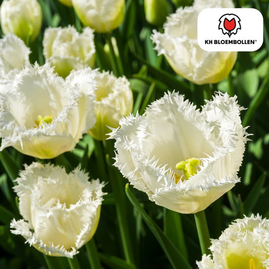 Tulpen-Zwiebeln - Honeymoon – 20 Stück