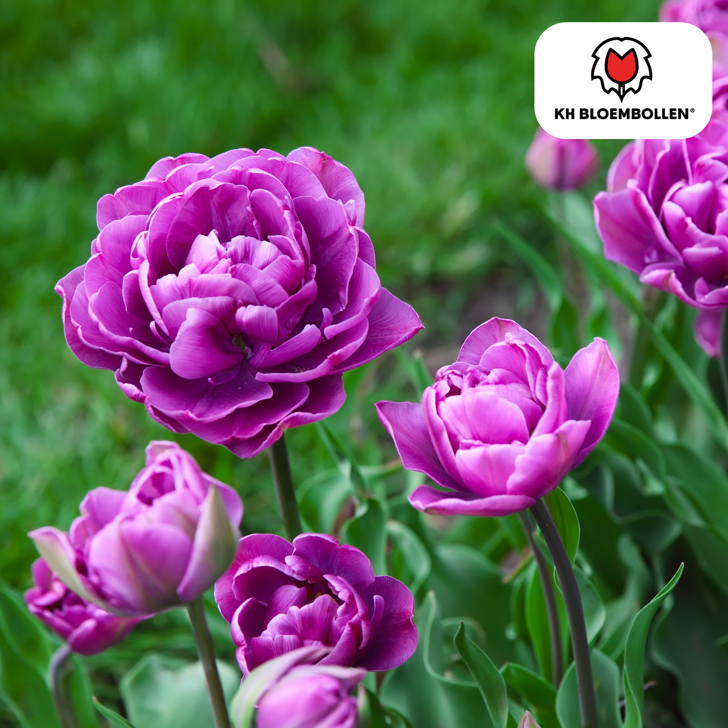 Tulpen-Zwiebeln - Double Flag – 20 Stück