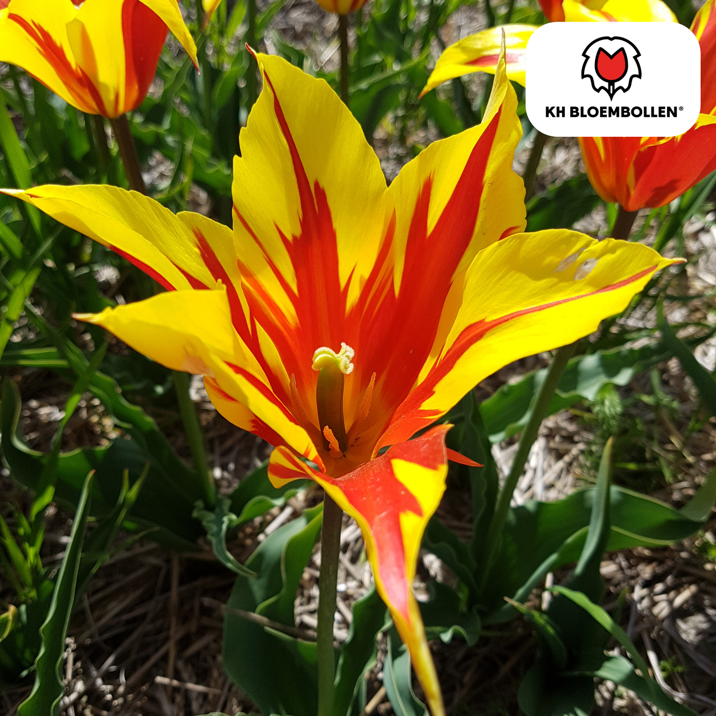 Tulpen-Zwiebeln – Fire Wings - 20 Stück