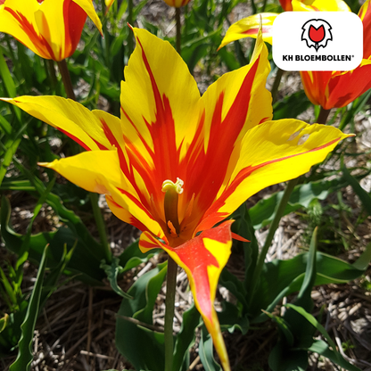 Tulpen-Zwiebeln – Fire Wings - 20 Stück