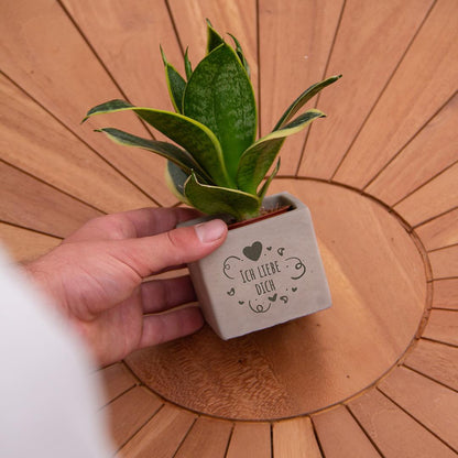 Geschenk Sansevieria | Ich liebe Dich