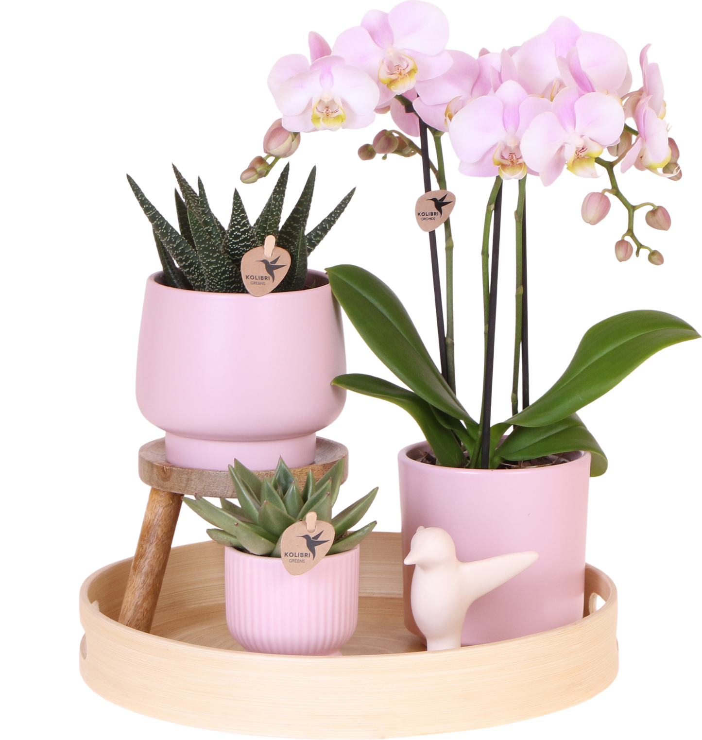 Set Grüne Pflanze mit rosa Phalaenopsis-Orchidee in rosa Simplicity-Übertöpfen auf Bambusteller