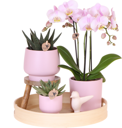 Set Grüne Pflanze mit rosa Phalaenopsis-Orchidee in rosa Simplicity-Übertöpfen auf Bambusteller