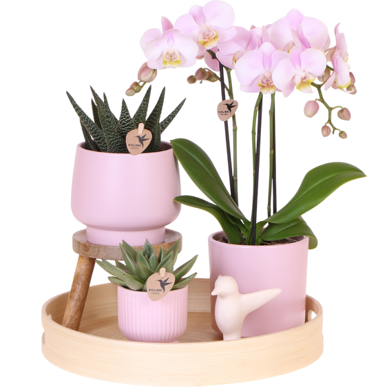 Set Grüne Pflanze mit rosa Phalaenopsis-Orchidee in rosa Simplicity-Übertöpfen auf Bambusteller