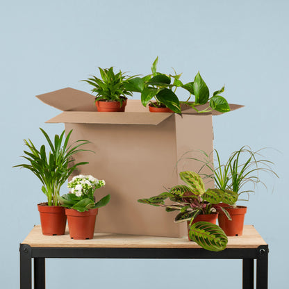 "Rette mich Box"  6er Set