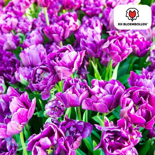 Tulpen-Zwiebeln - Double Flag – 20 Stück
