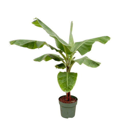 Banane - Musa - 150cm - Ø30