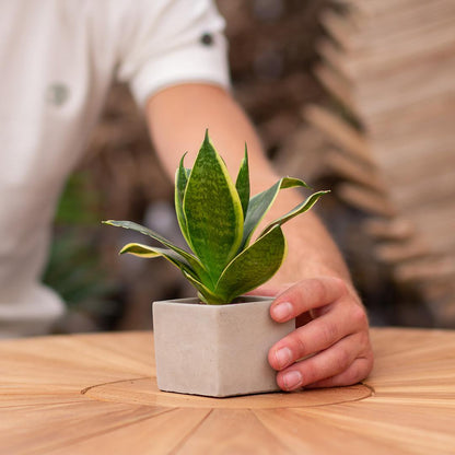 Geschenk Sansevieria | Herzlichen Dank