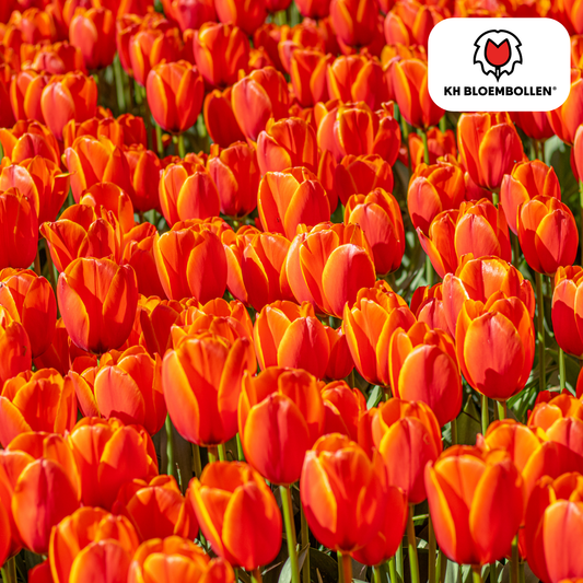 Tulpen-Zwiebeln - Dafeng – 20 Stück