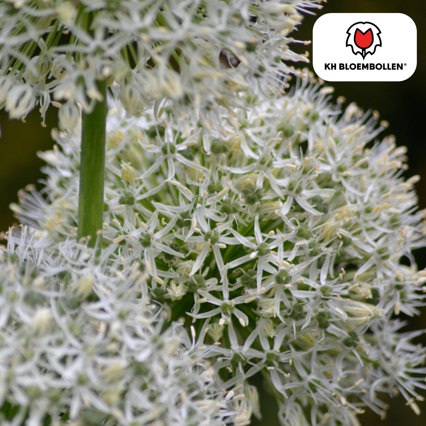Allium-Zwiebeln - White Giant - 5 Stück
