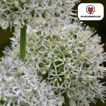 Allium-Zwiebeln - White Giant - 5 Stück