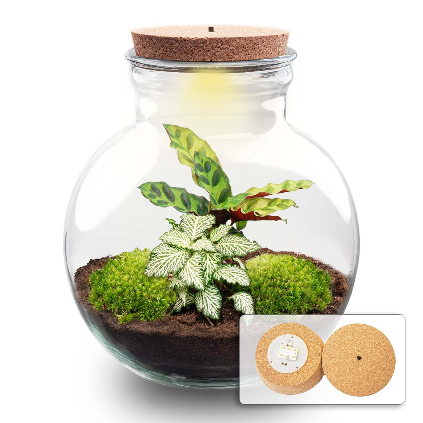 Flaschengarten - Teddy - ↕ 26,5 cm - Met LED-kurk