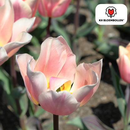 Tulpen-Zwiebeln - Apricot Delight – 20 Stück