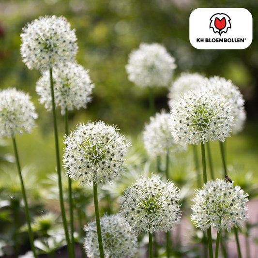 Allium-Zwiebeln - White Giant - 5 Stück