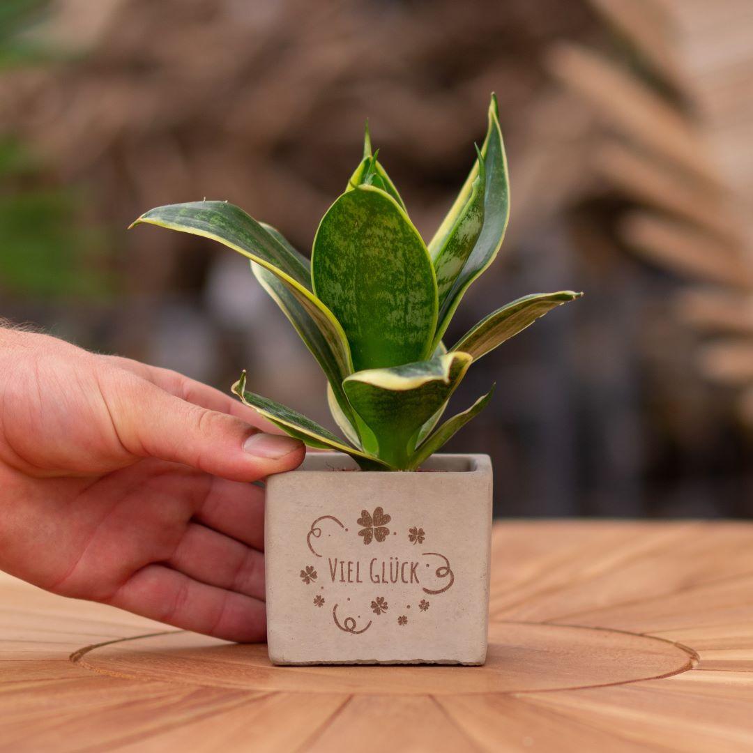 Geschenk Sansevieria | Viel Glück