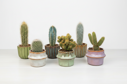 Kaktus-Set 6 Stück mit Mini-Keramiktöpfen Barcelona