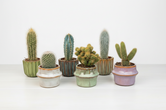 Kaktus-Set 6 Stück mit Mini-Keramiktöpfen Barcelona