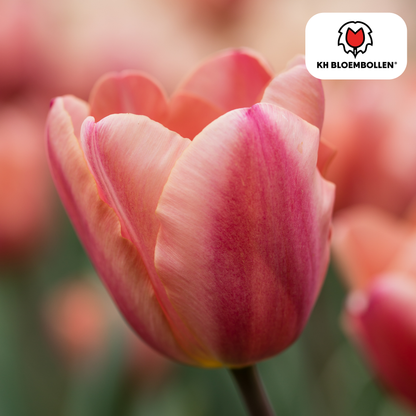 Tulpen-Zwiebeln - Apricot Foxx – 20 Stück