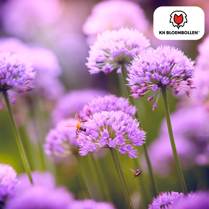 Allium-Zwiebeln - carolinianum - 15 Stück