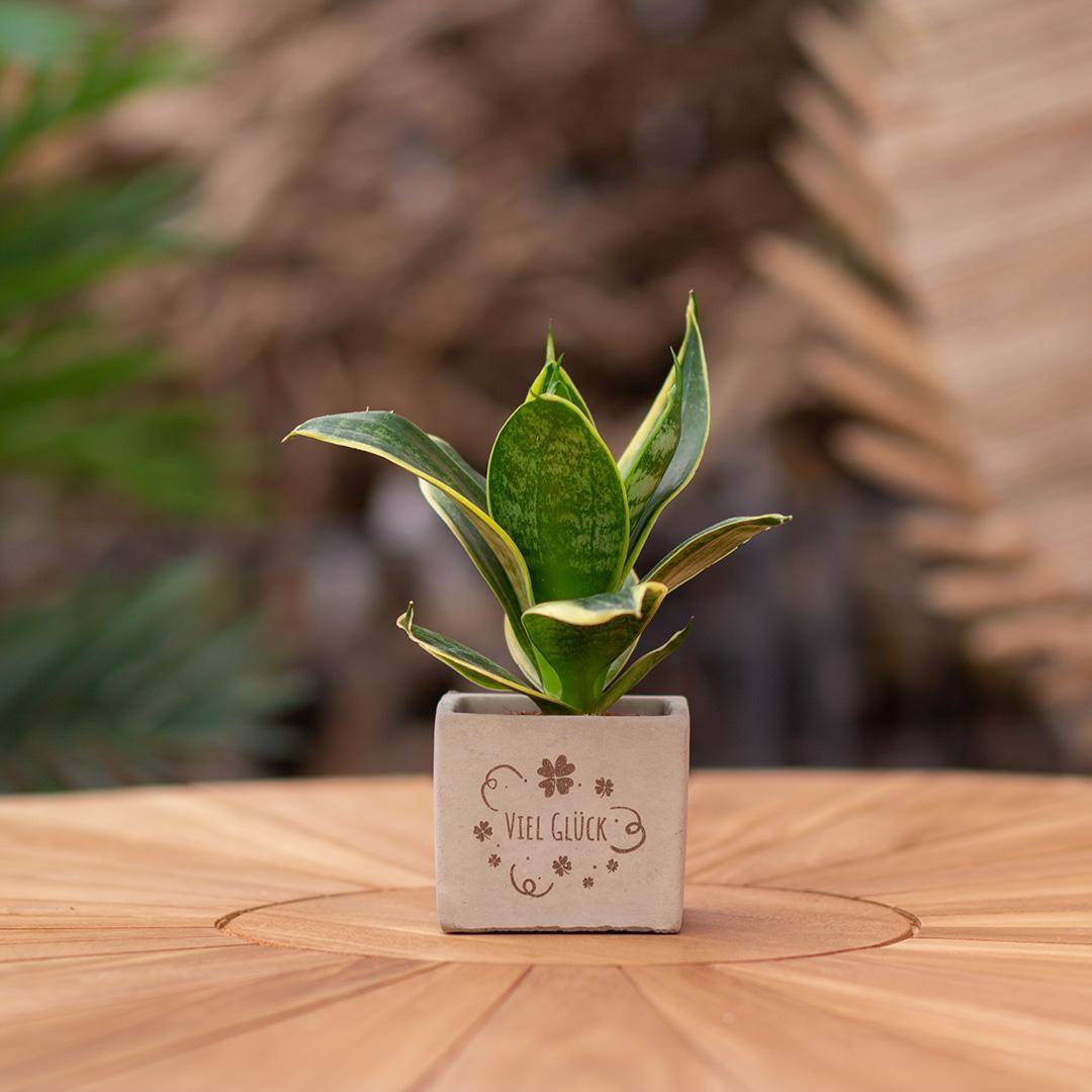 Geschenk Sansevieria | Viel Glück
