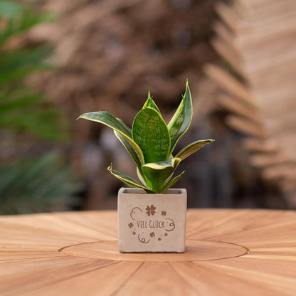 Geschenk Sansevieria | Viel Glück