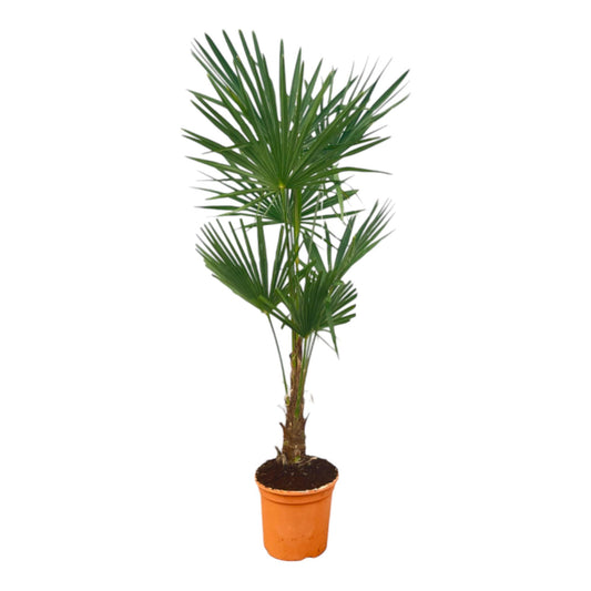 Hanfpalme - Trachycarpus Fortuneii - 120-140cm - Ø27