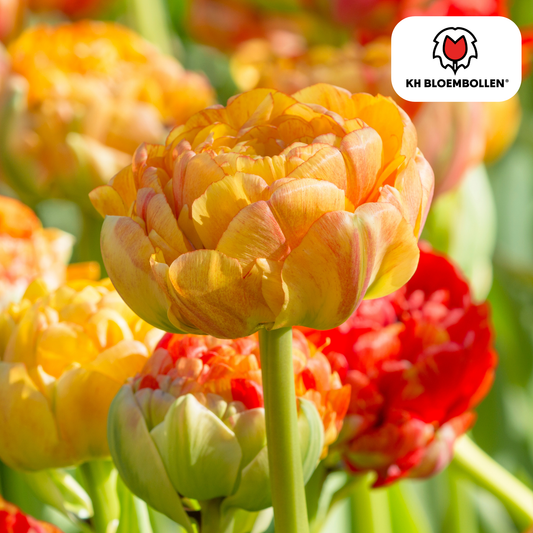 Tulpen-Zwiebeln - Gudoshnik Double – 20 Stück